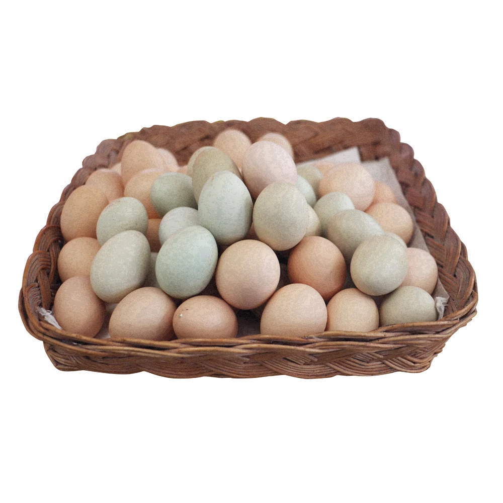 湖北洪湖新鲜藕塘土鸡蛋农家散养富硒蛋营养早餐蛋