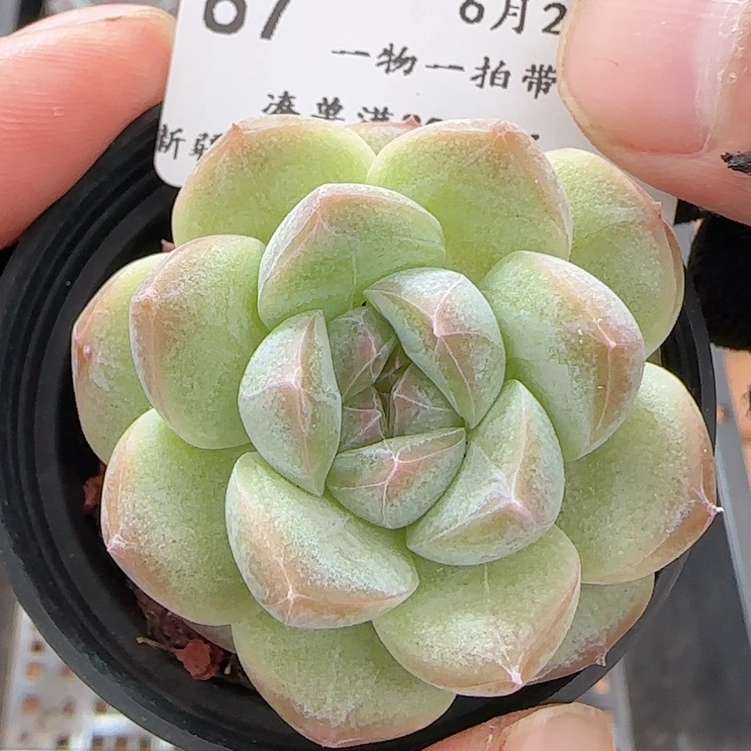 多肉0627-87白桃汽水