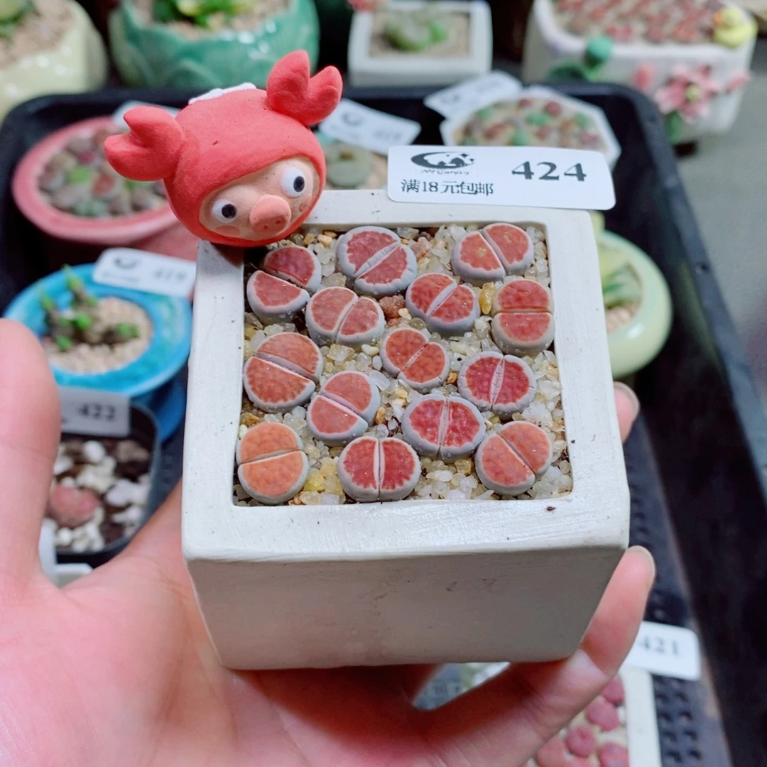 生石花花花花花花424