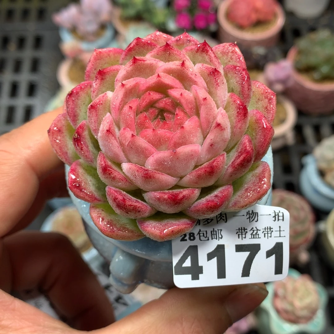 精控多肉植物4171