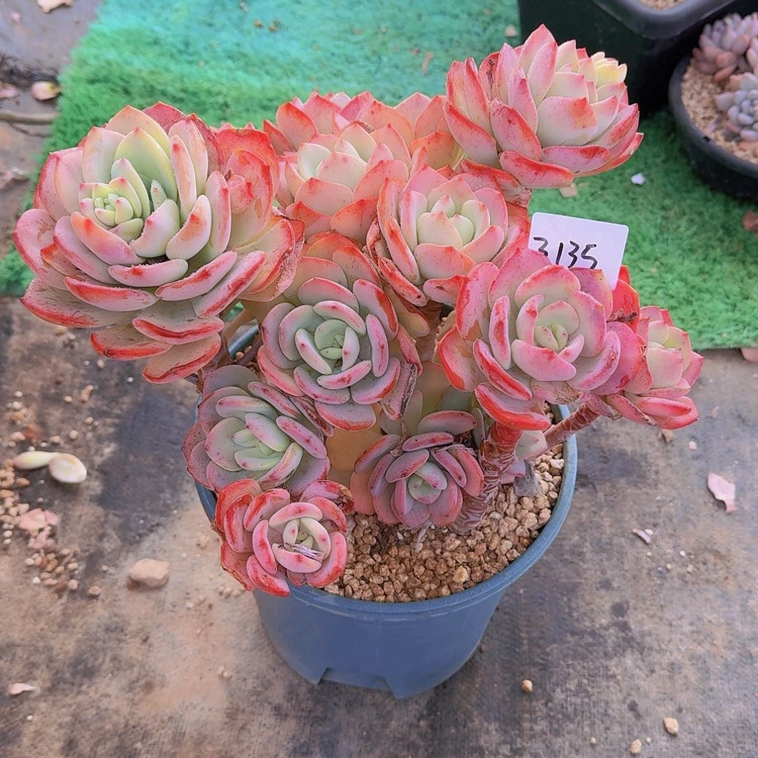 若*3135白月光多肉植物