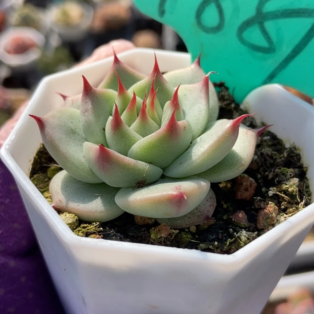 1881托斯卡内利多肉植物