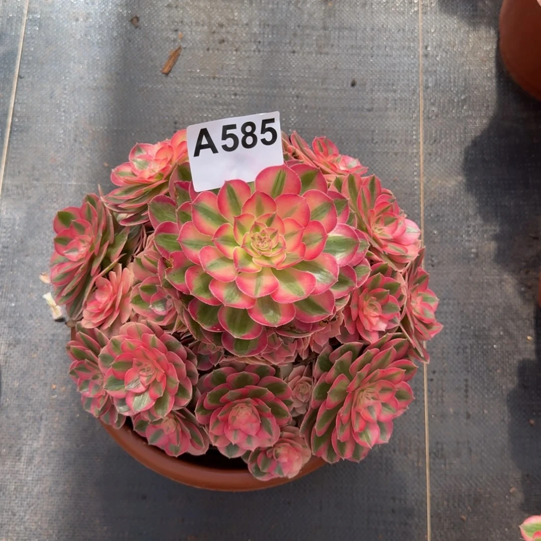 585多肉植物倾城法师发货