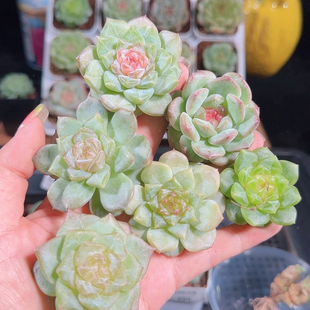 0927--208一物一拍