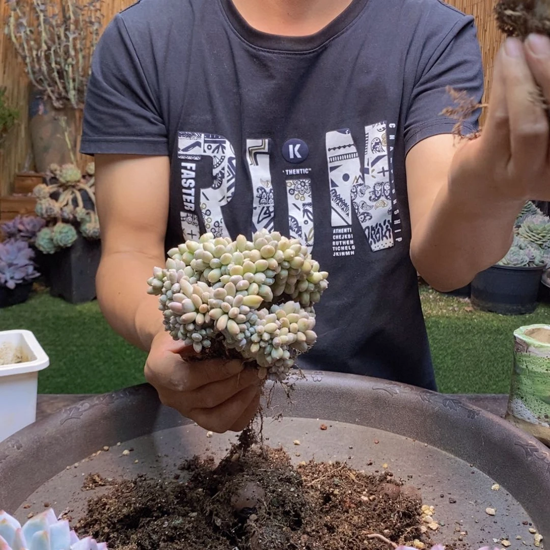 杨*好278 号胖美人多肉