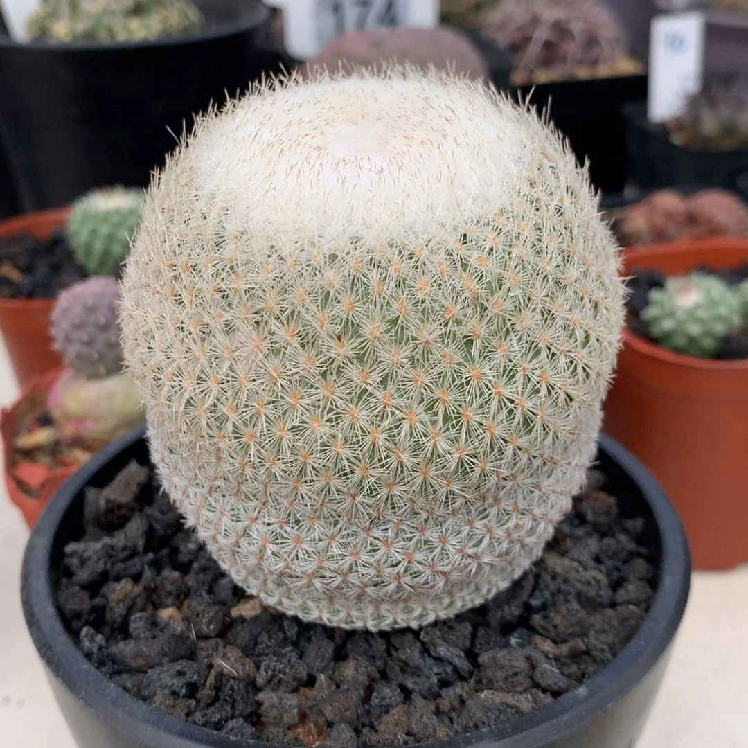 开播福利实生仙人球