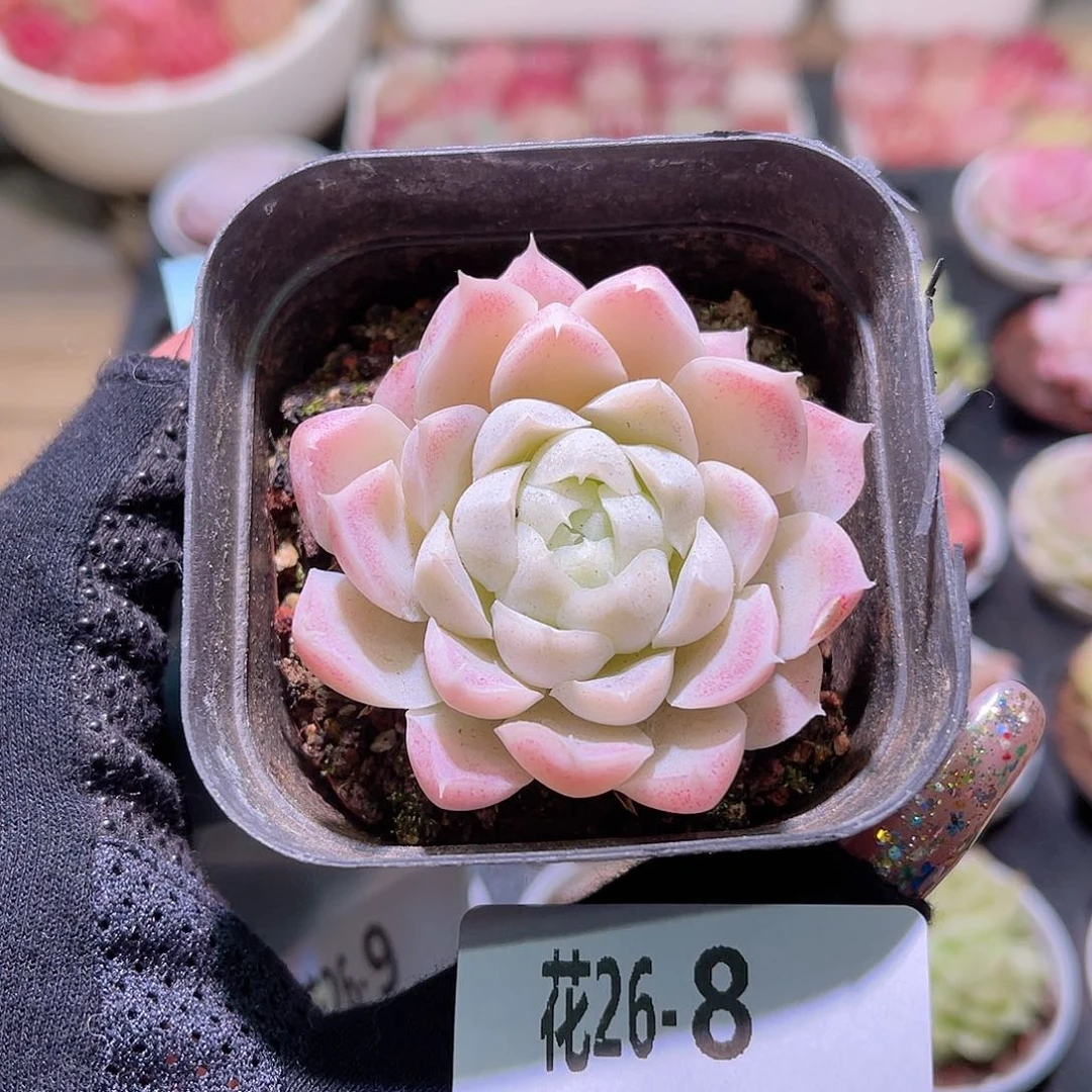 花利美26-8白月影