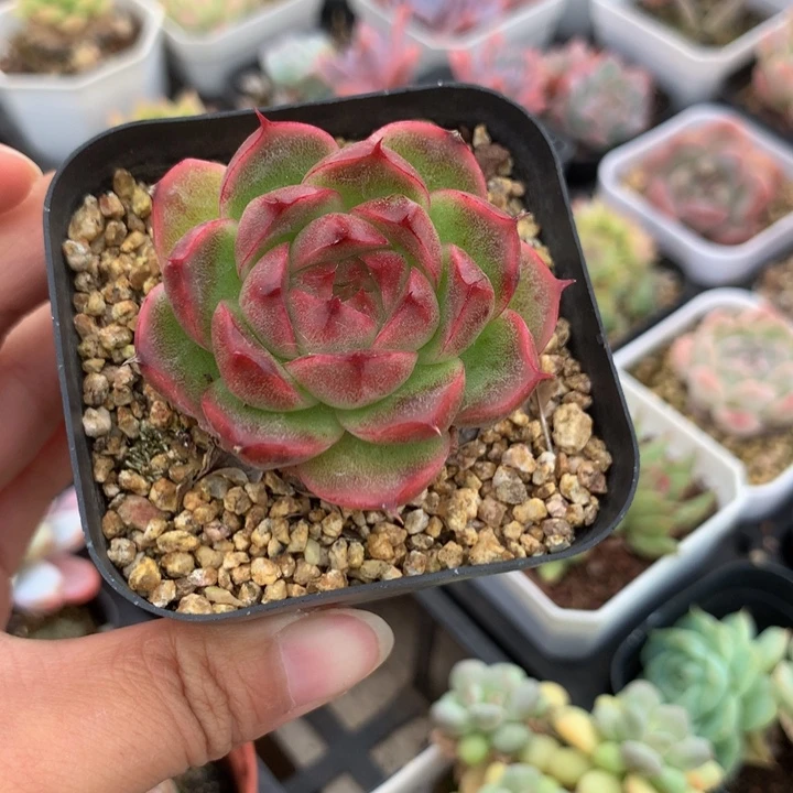 精控麦秆单头多肉