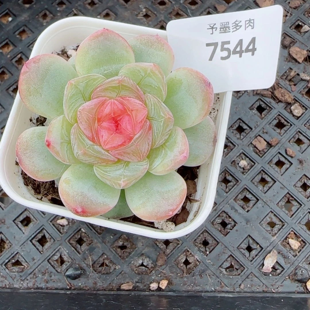 红蔷薇，7544多肉植物