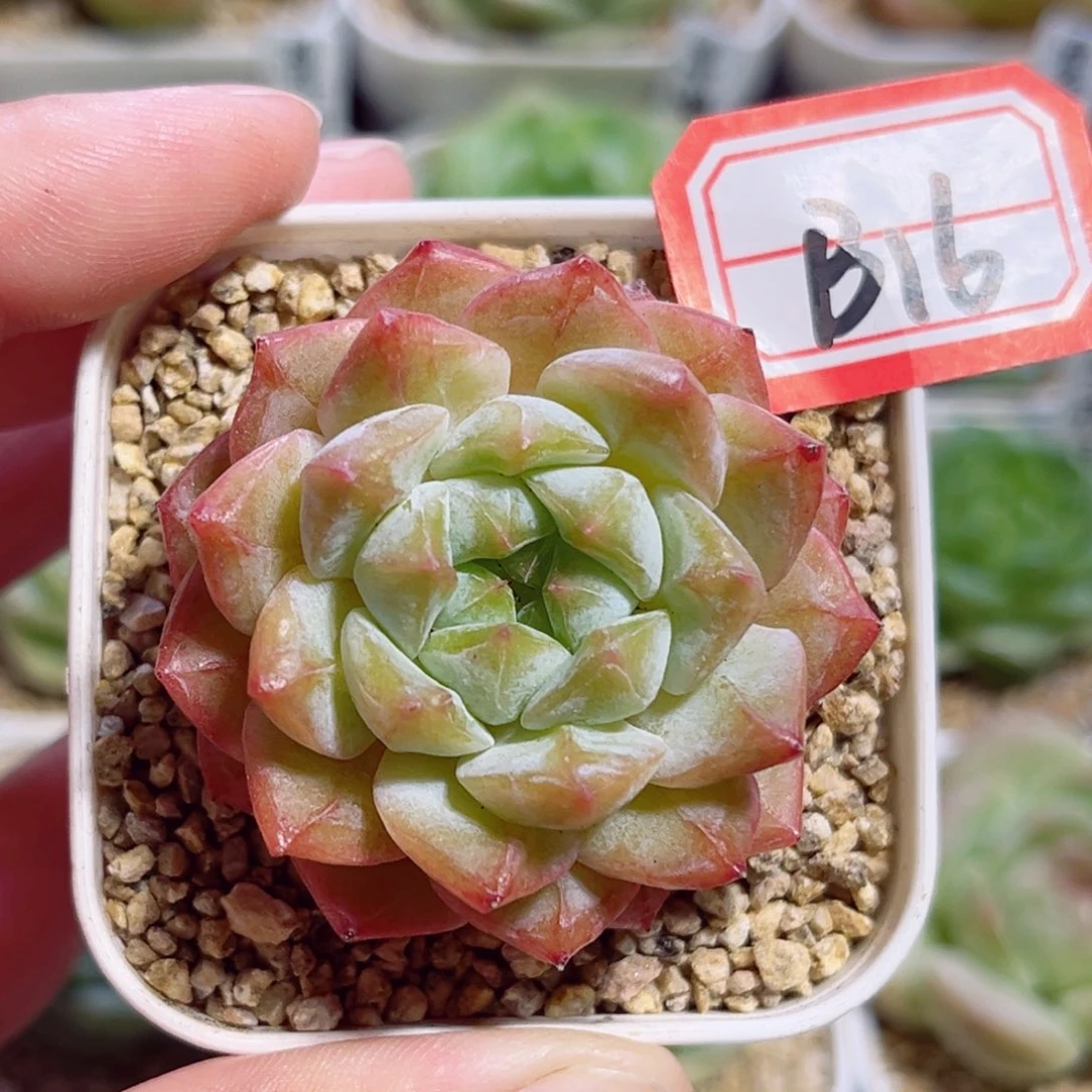 B16 一物一拍 无名氏