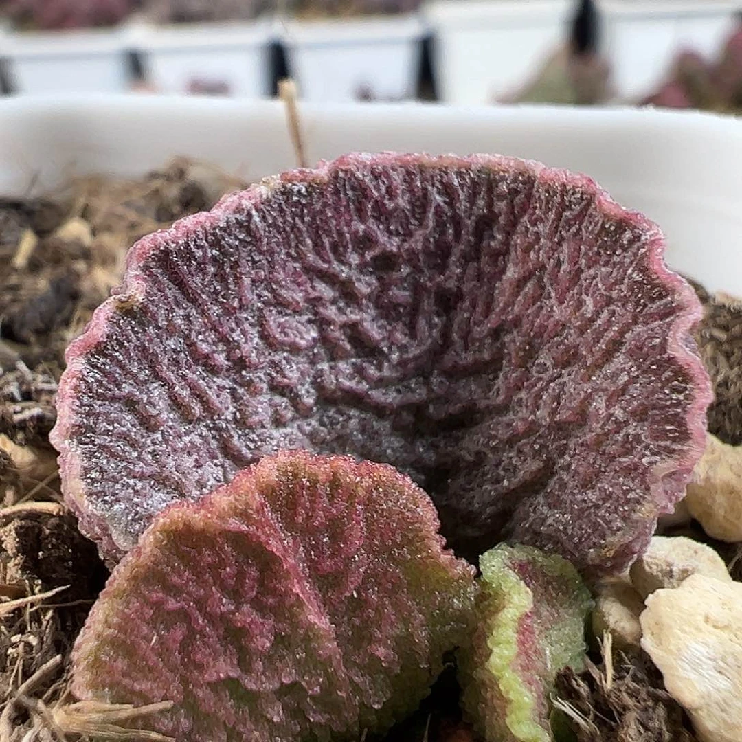 实生新品多肉水泡植物