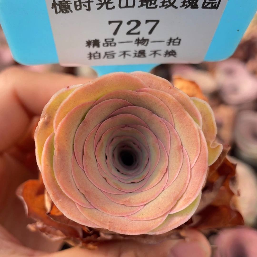 山地玫瑰727裸根发货不售后