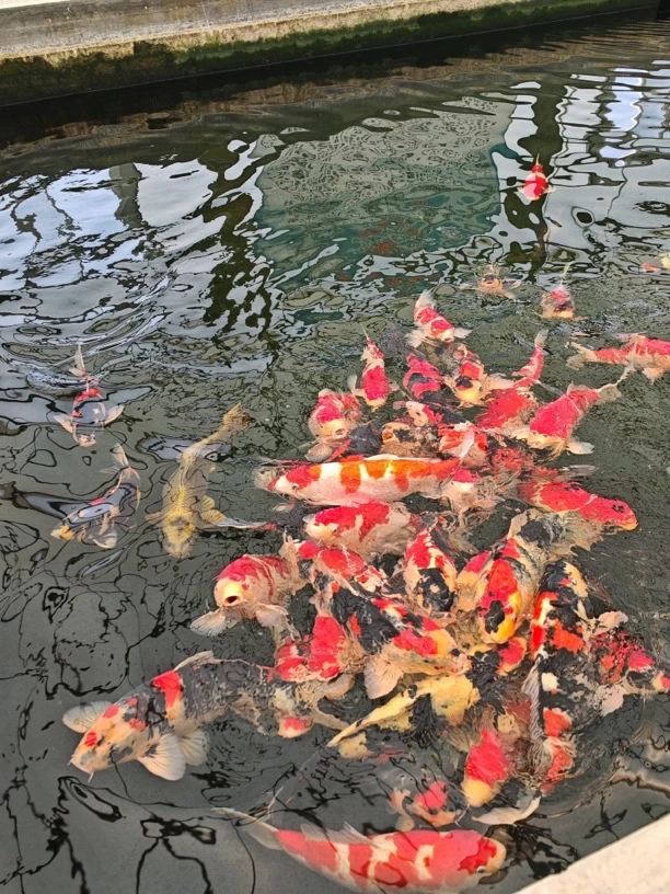 一物一拍锦鲤淡水观赏鱼招财活鱼