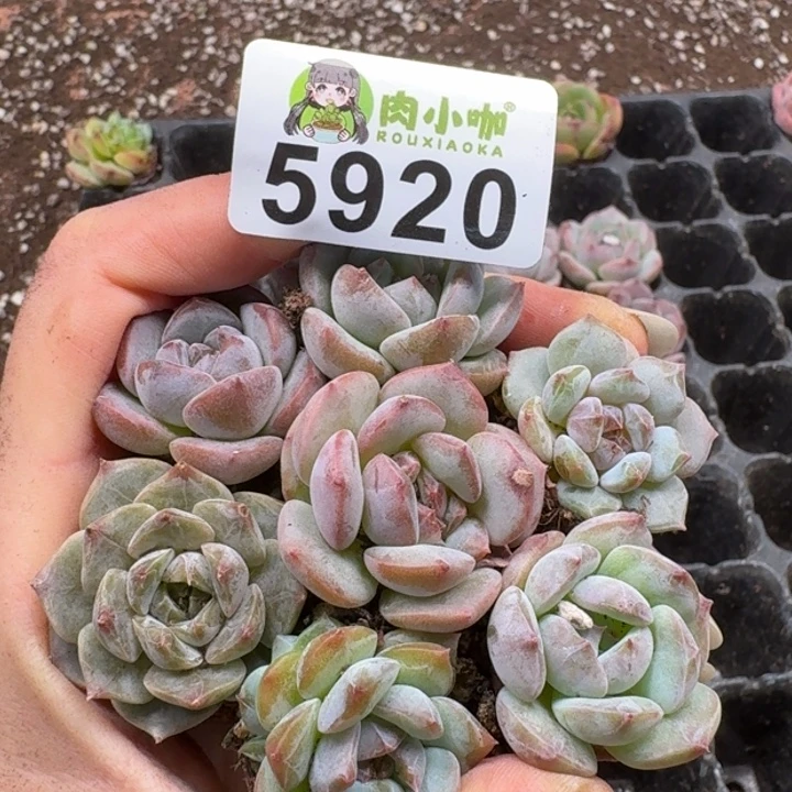 多肉植物多肉植物