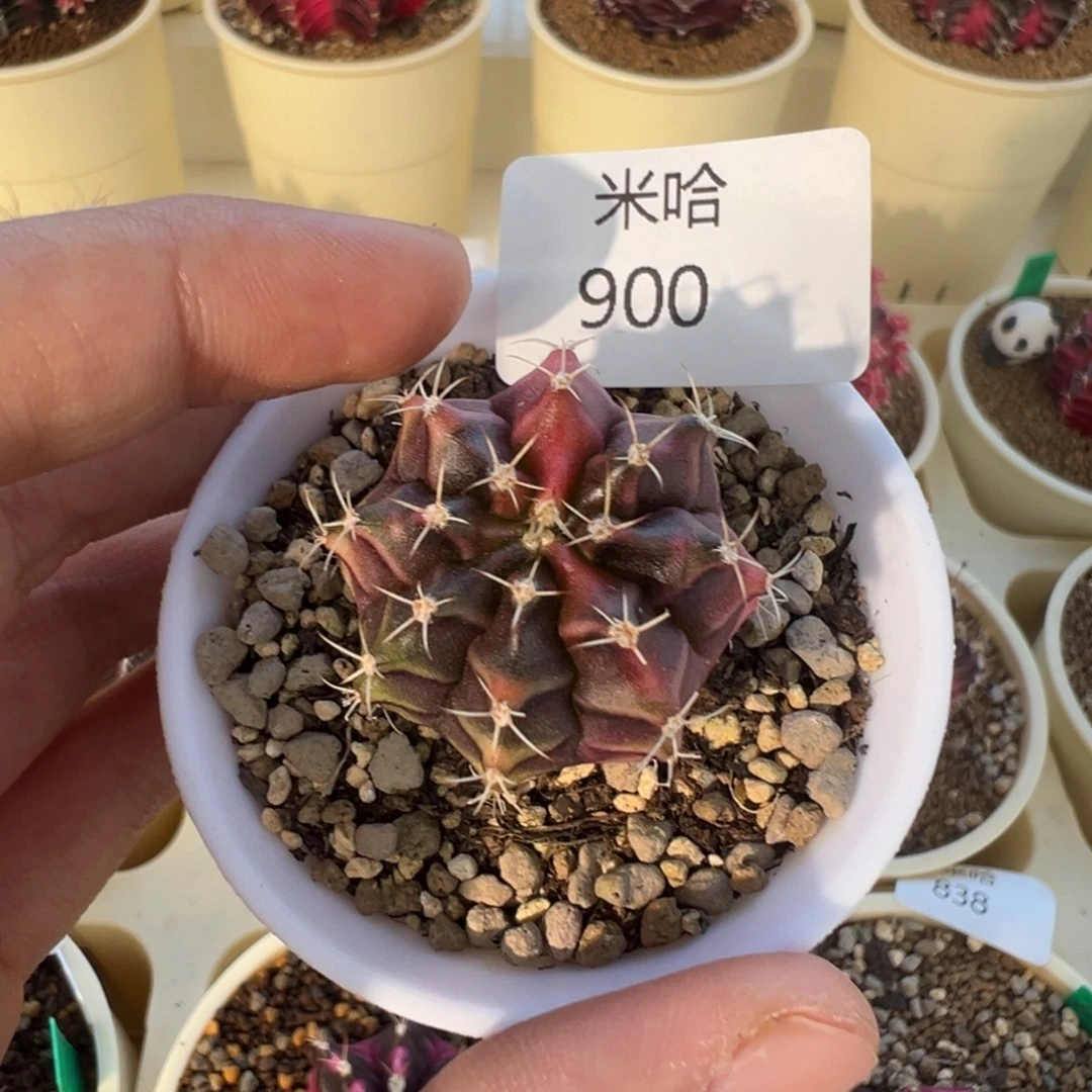 900 好看的米哈冲冲冲