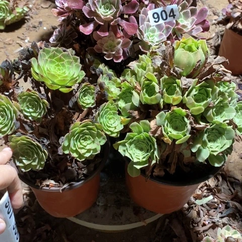 若***曦904三颗法师多肉植物