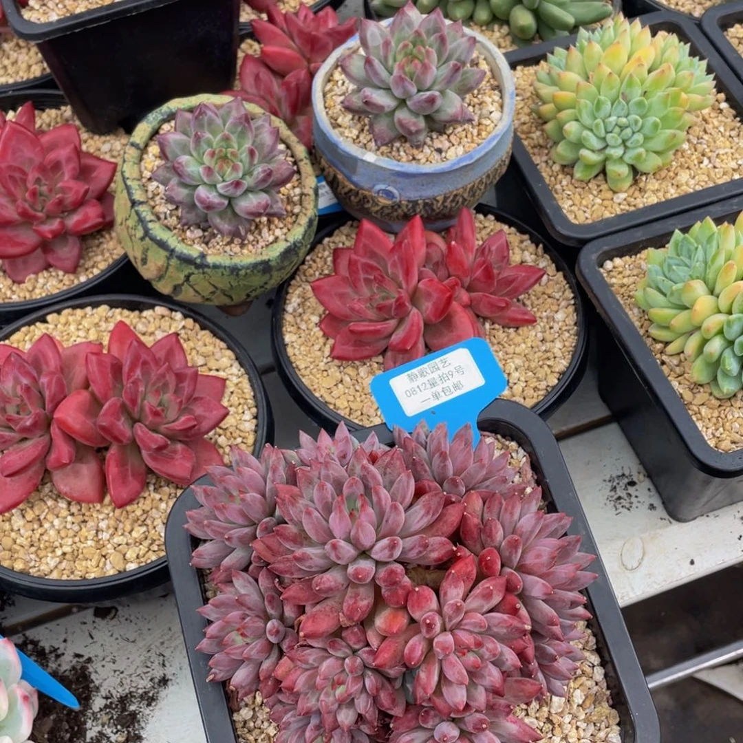 *****0812-9-三颗打包一起