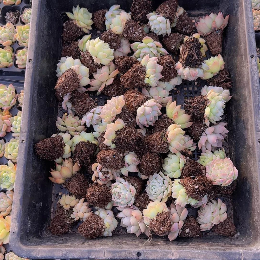 整箱保底50颗以上