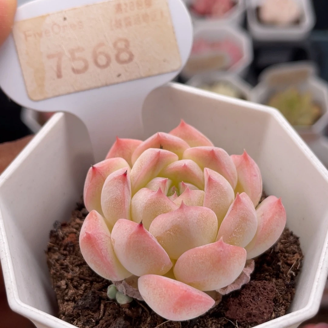 美梦7568-4.0厘米