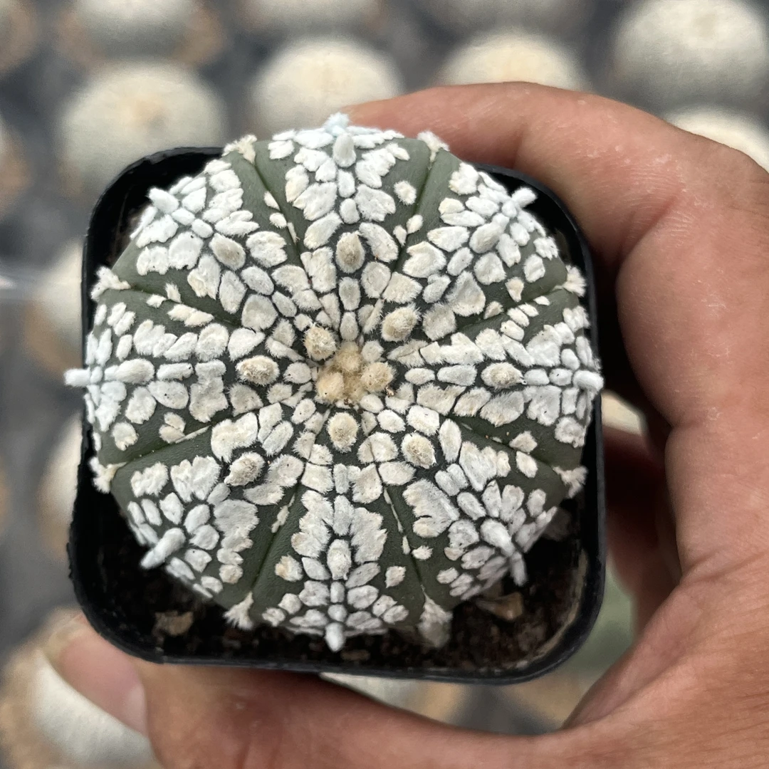 超兜仙人球夏型种绿植盆栽可开花适合桌面阳台办公室