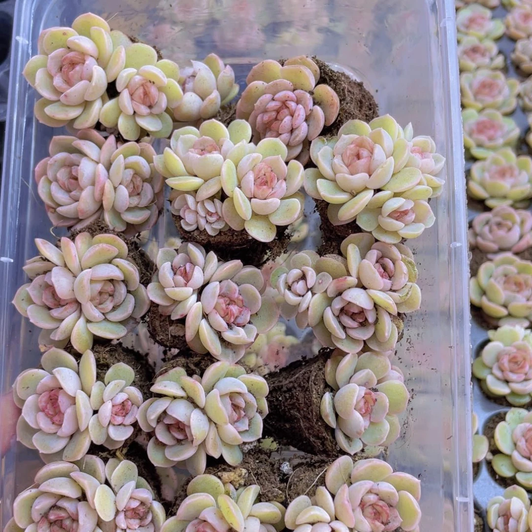 开心快乐幸福027