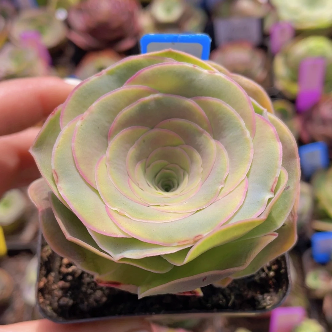 挽筝玫瑰一物一拍728