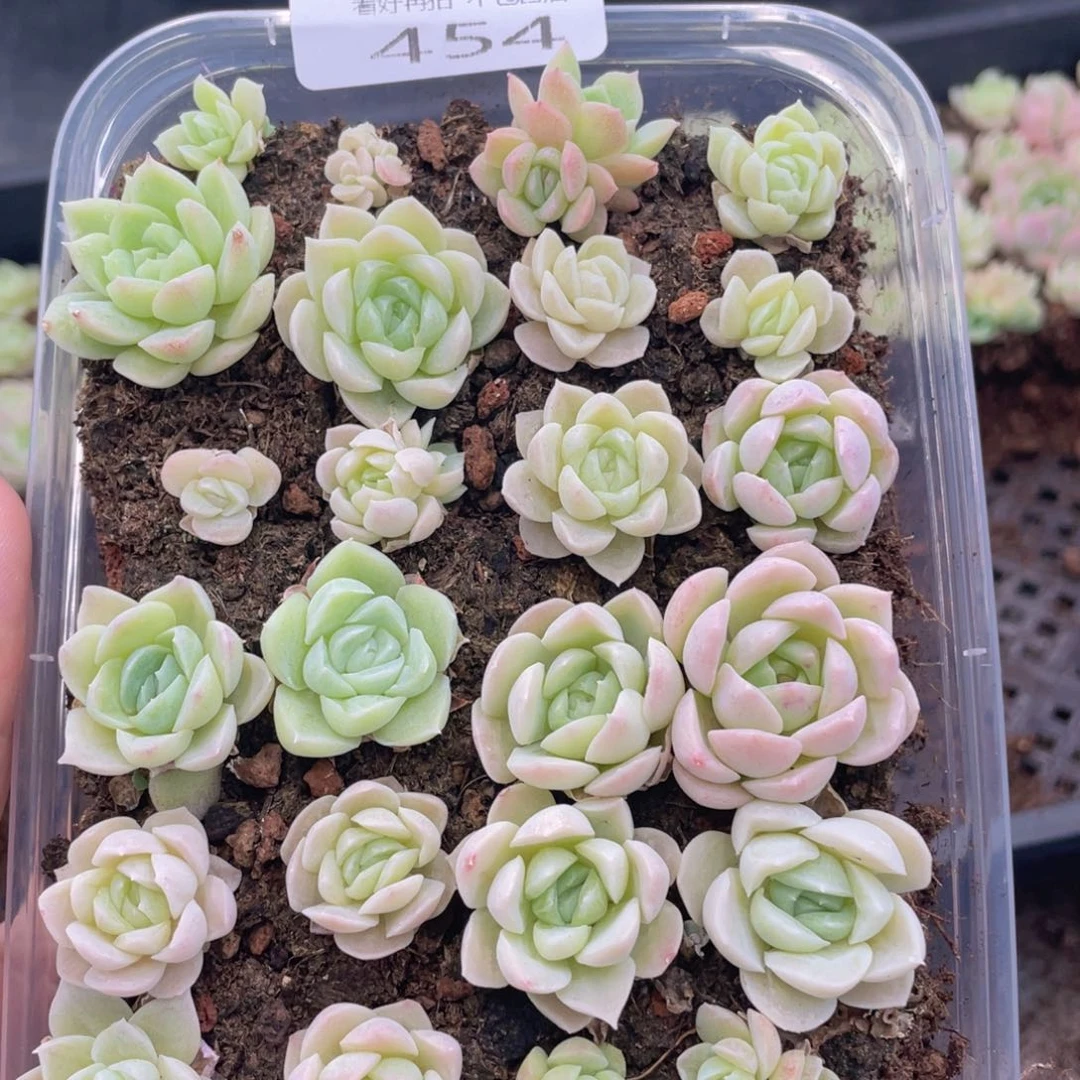 云糖心多肉植物454