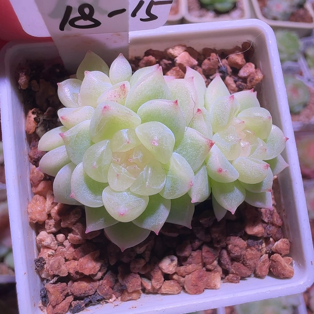 18-15福利千寻三头群生不包整