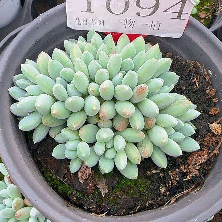 彩体奶糖1094多肉植物