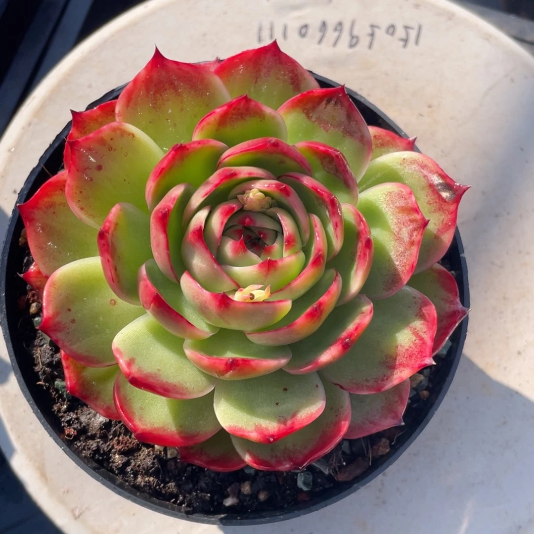 惊鸿仙子瑕疵福利