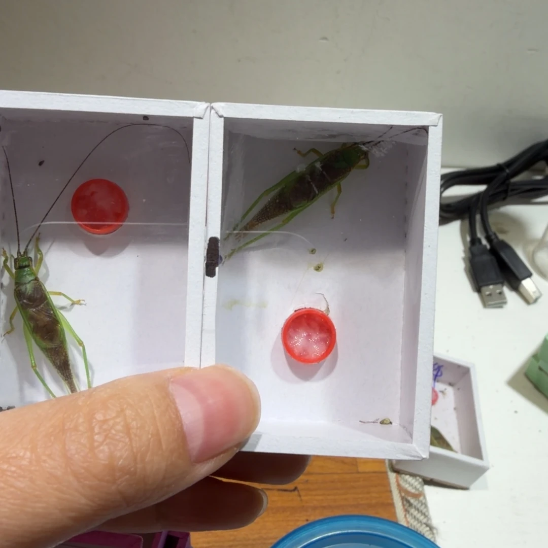 鸣虫爬宠用具2盒。