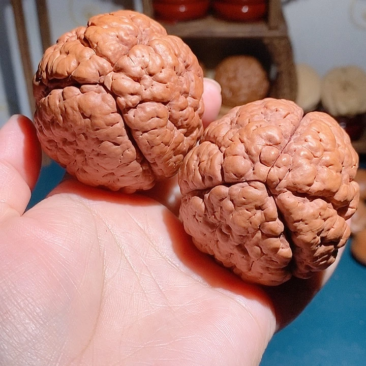 野生三瓣脑纹大金刚5460