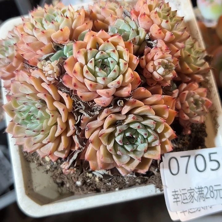 幸运的人是我自己幸运