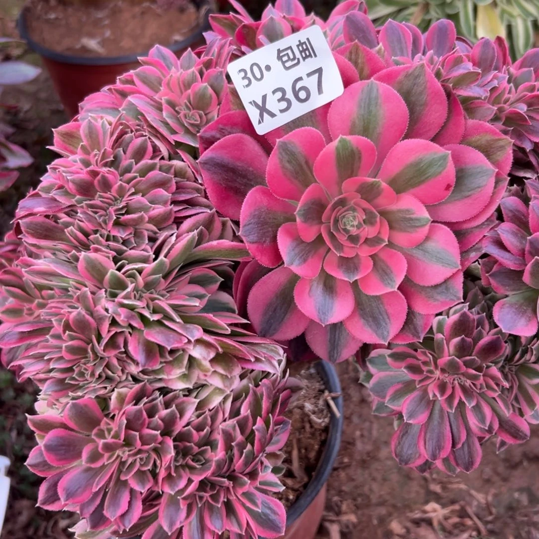 367女巫缀瑕疵多肉法师