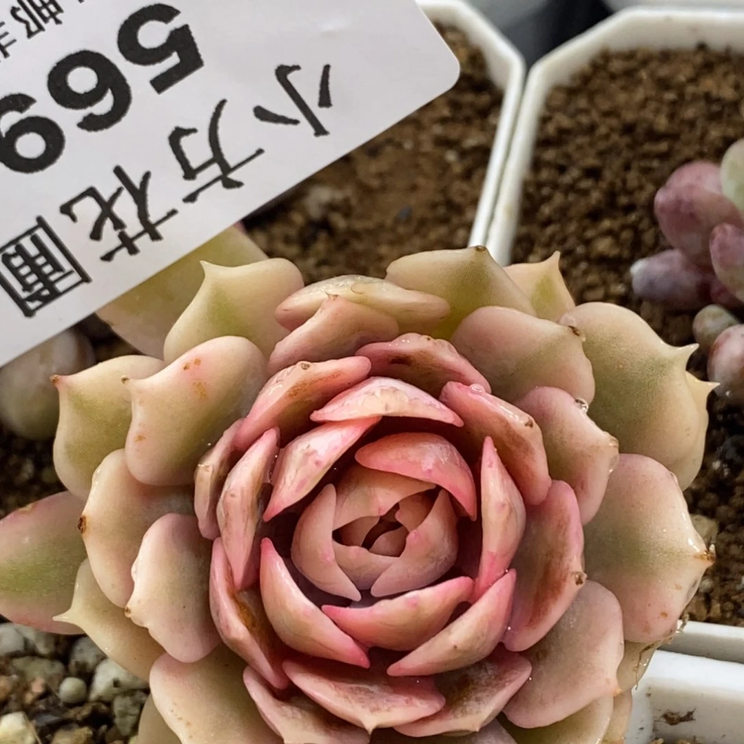 569粉蝶锦单头有根