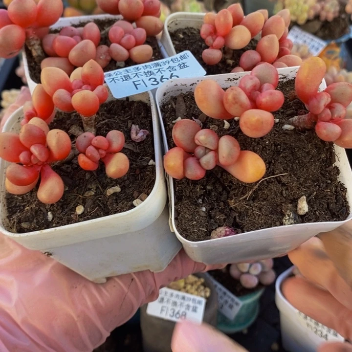 先锋派4棵366多肉植物