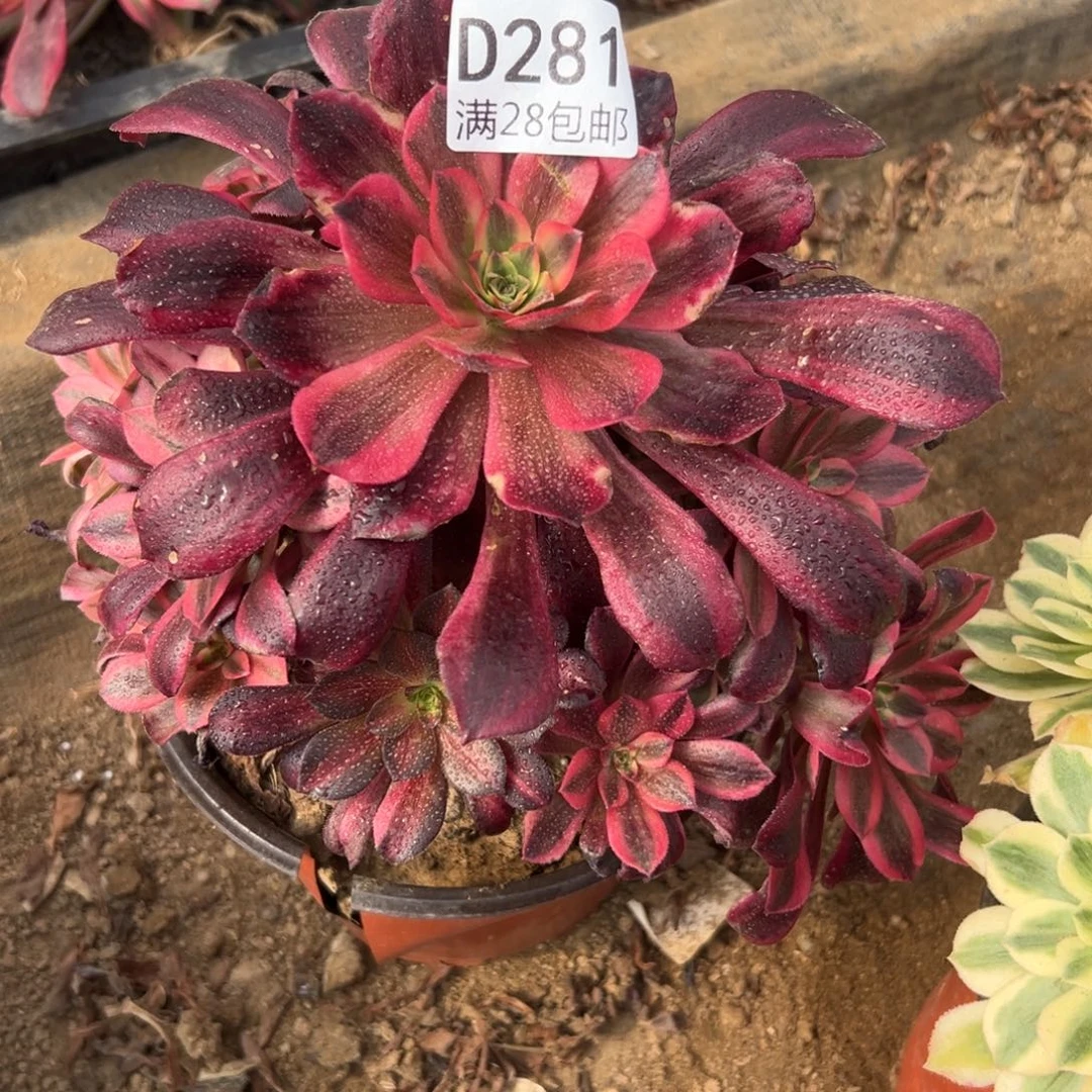 281多肉   美杜莎    