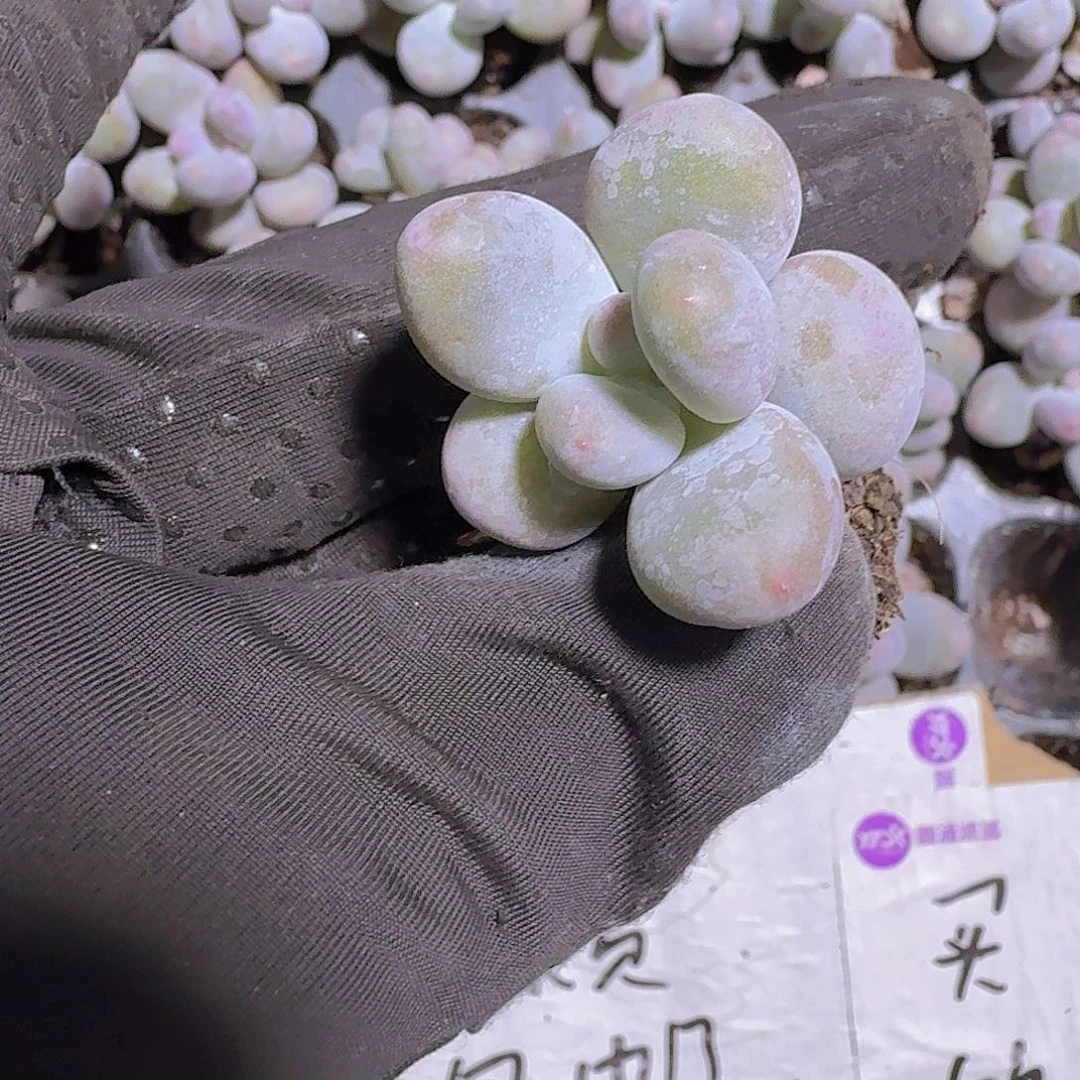 芭比奶酪两颗一组