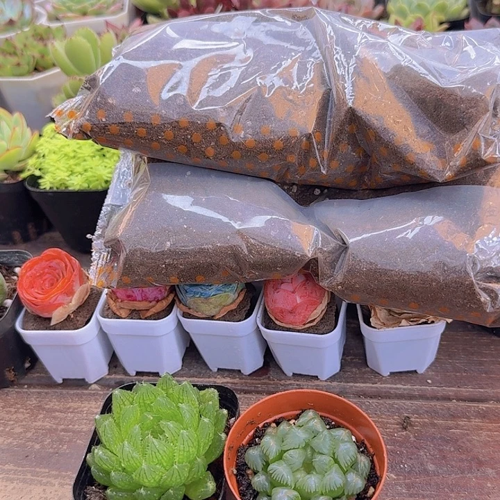 樱水晶➕姬玉露➕3包土