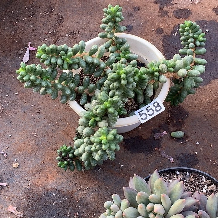 558绿龟 一物一拍多肉