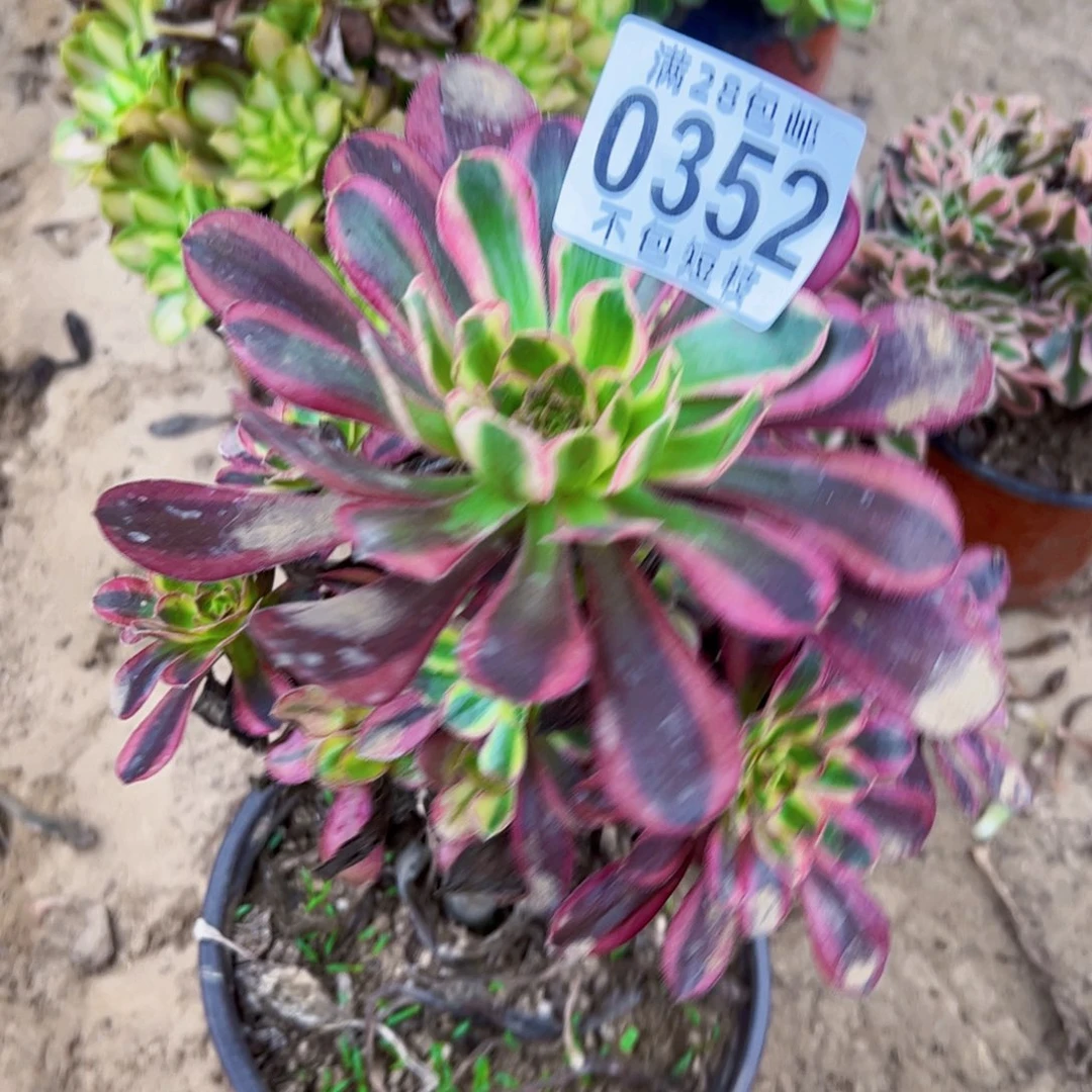0352冰淇淋多肉植物法师