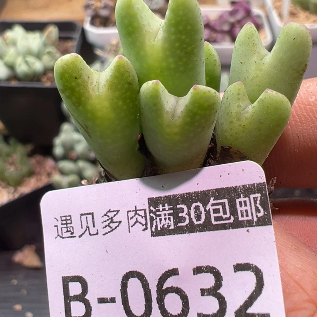 多肉植物1111111111111