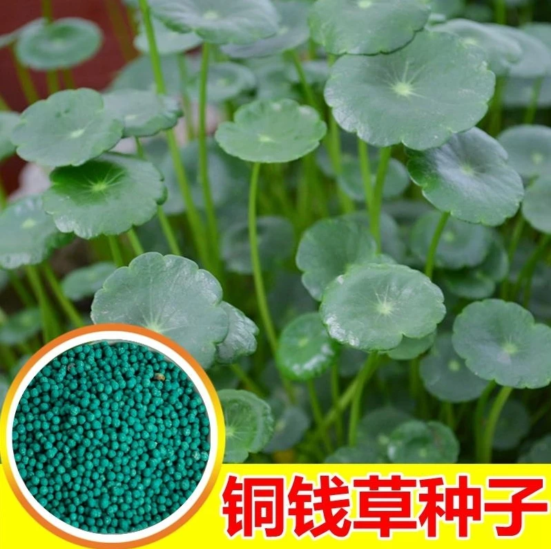 【水培铜钱草种子】大叶水养种籽水培植物花卉盆栽室内