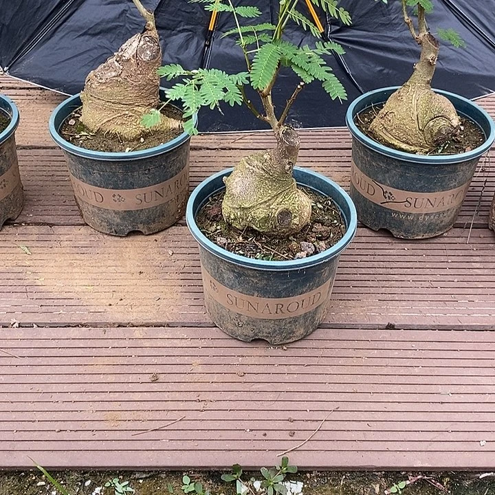 当前无花栽培后可以开花