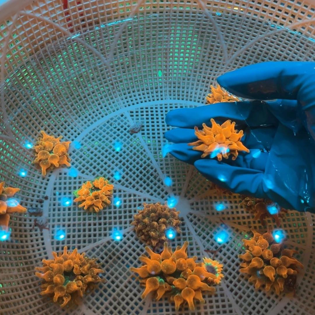 别***喽纽扣珊瑚红奶11111