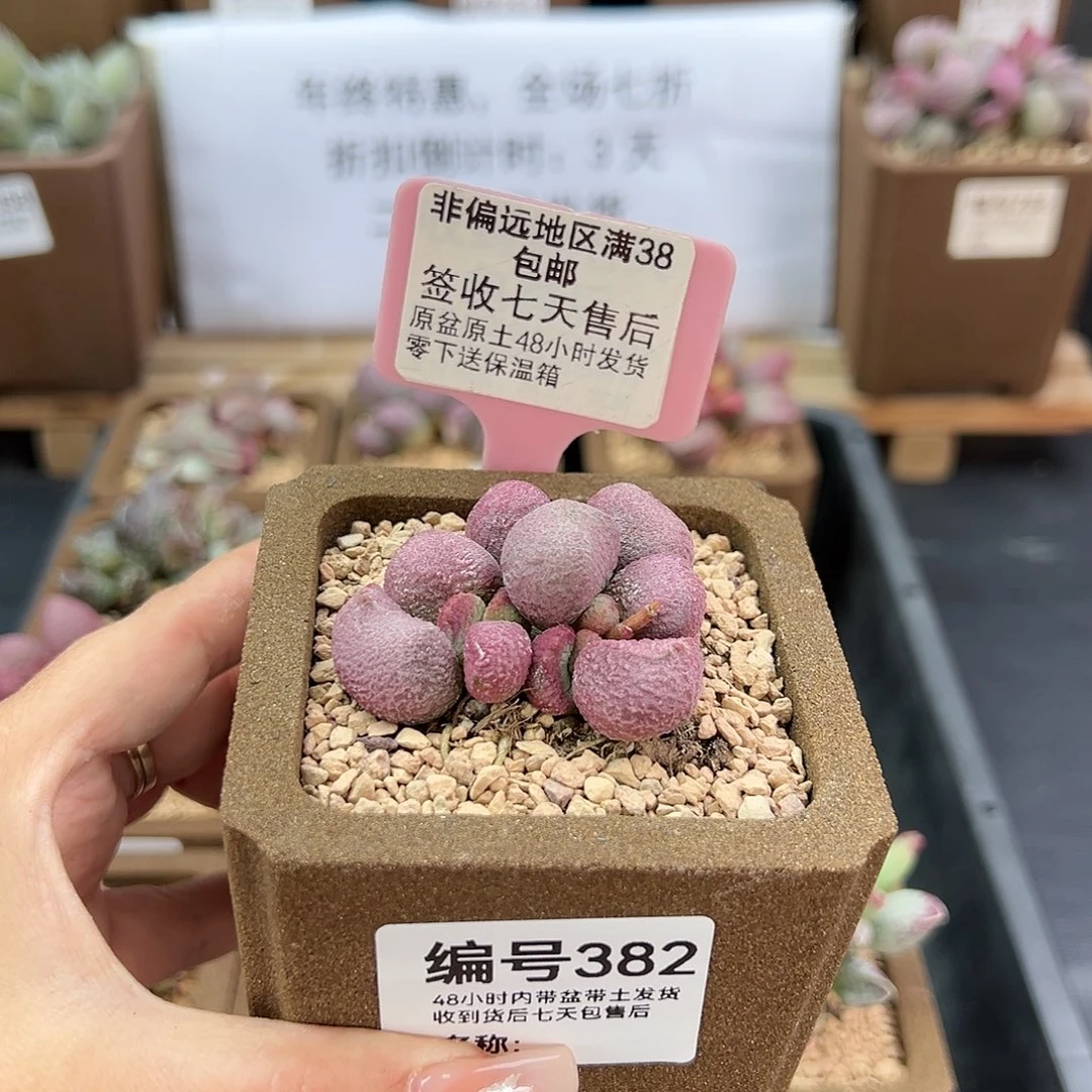 382夏娃多肉植物