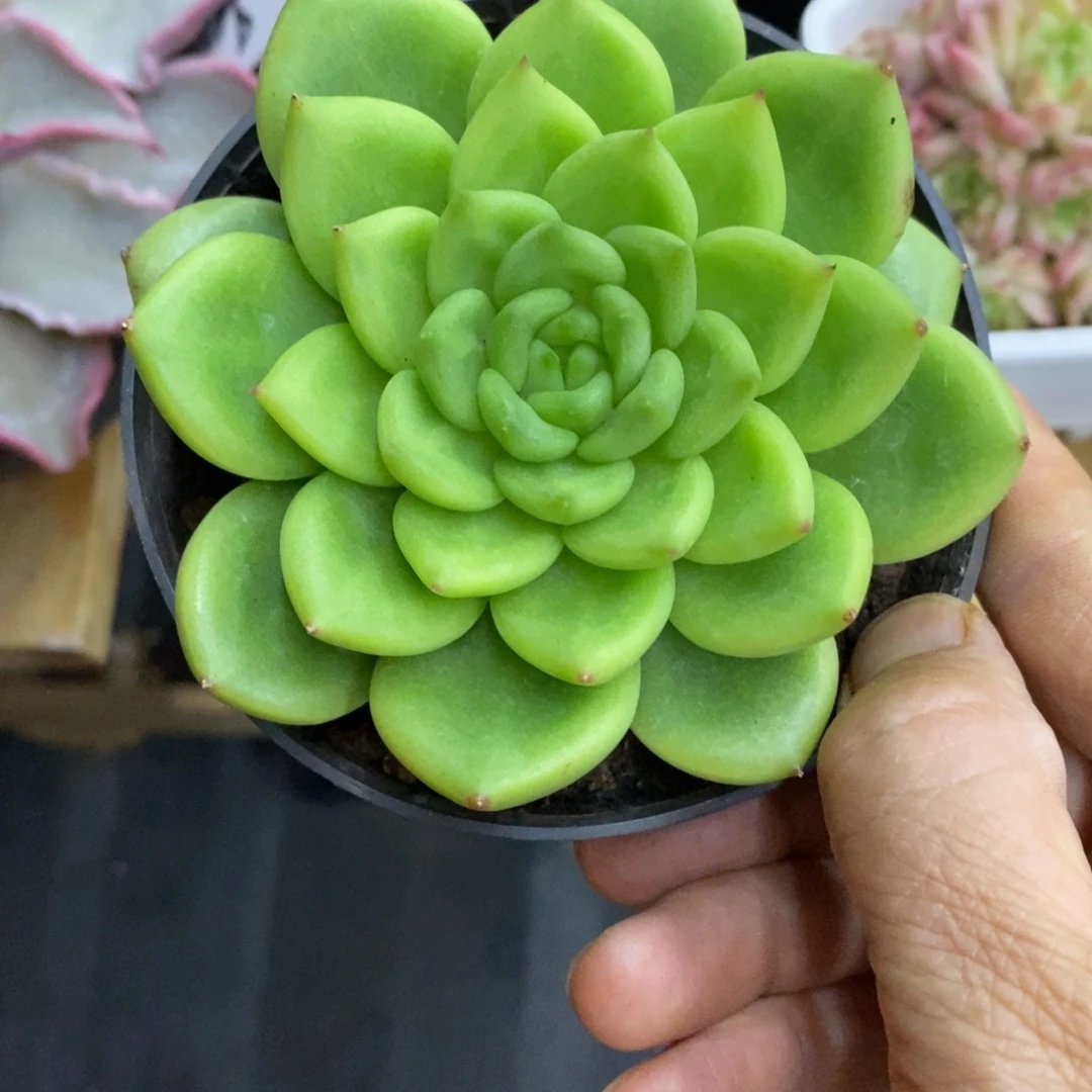 精品多肉一物一拍不包整189