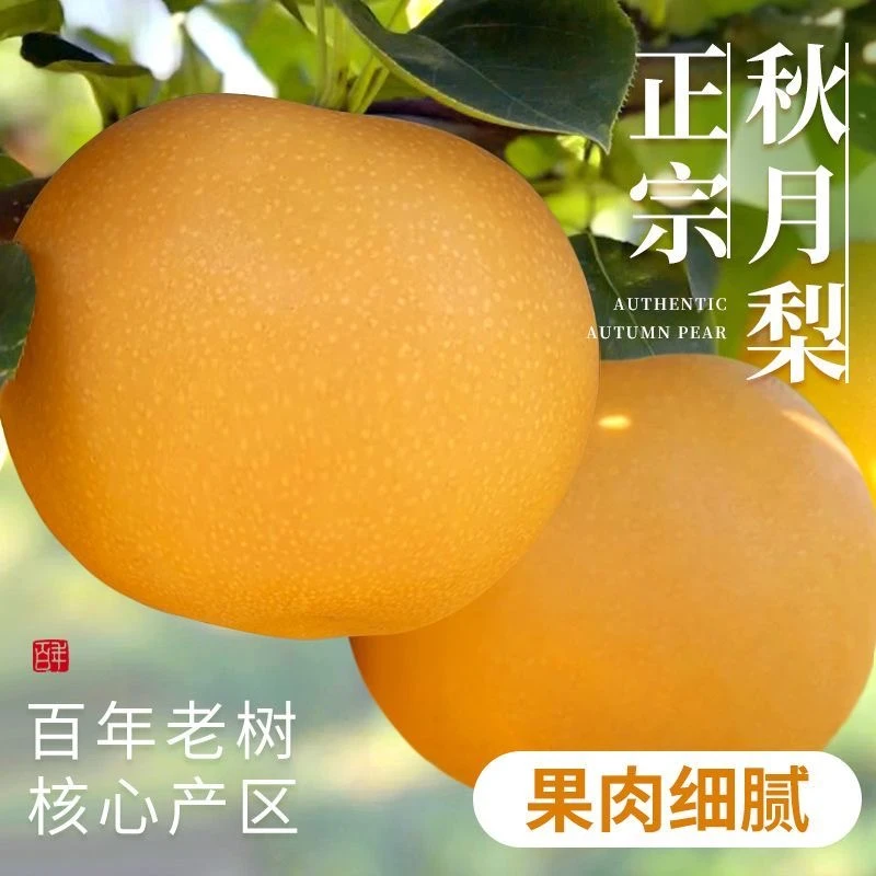 山东莱阳正宗秋月梨孕妇水果新鲜大果现摘自然整箱梨子树上熟脆甜