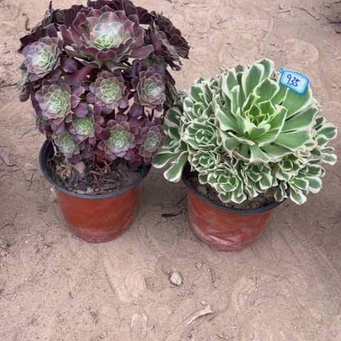 935多肉植物组合，