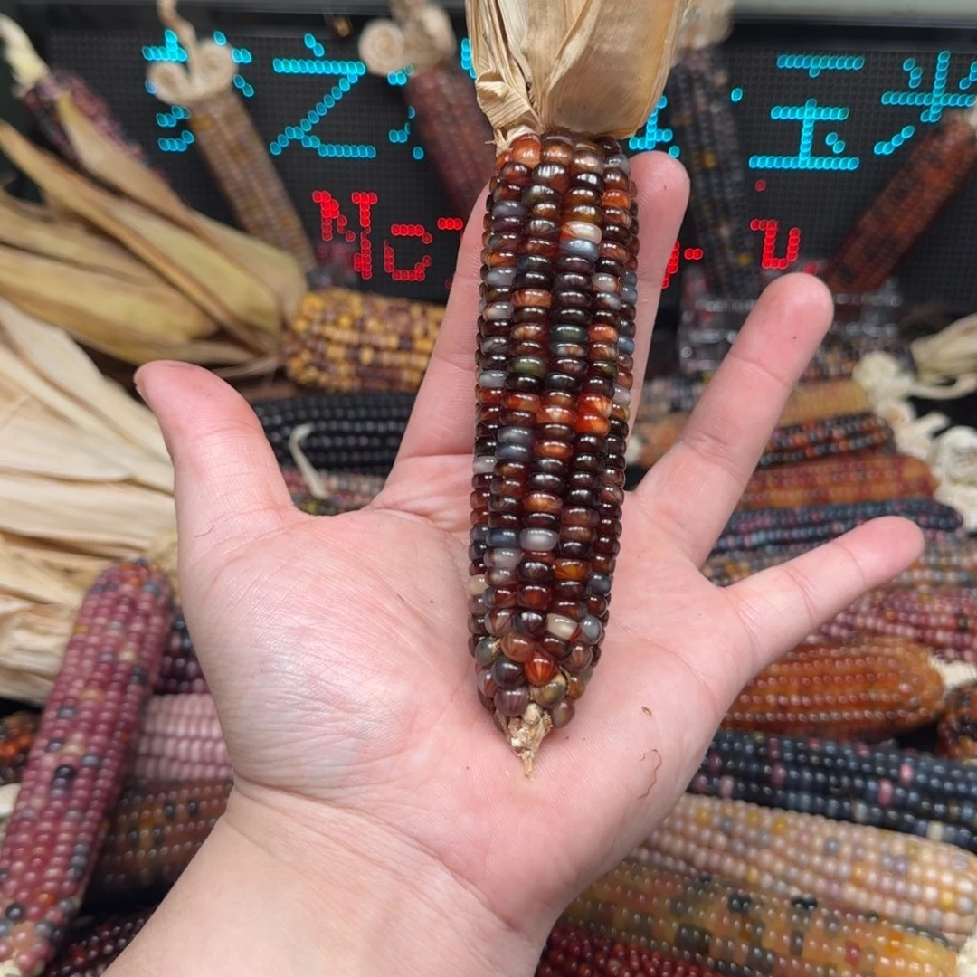 柏香籽/百香籽吊坠?****y